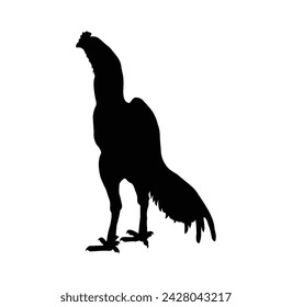 vector silhouette design
rooster on a white background
