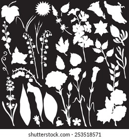 vector silhouette of different flowers