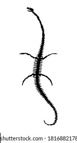Vector silhouette of dinosaurs skeleton. Hand drawn dino skeleton. Dinosaur bones, exhibit fossils in the museum