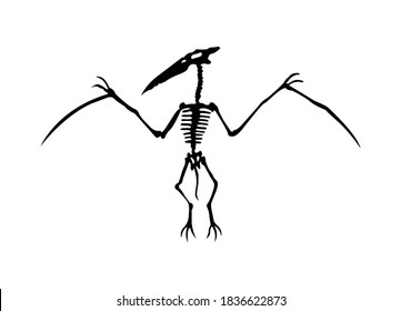 Vector silhouette of dinosaurs skeleton. Hand drawn dino skeleton. Bones of a flying dinosaur, exhibit fossils in the museum