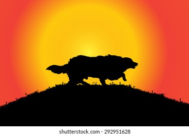 Vector silhouette of a dog in nature.