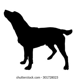 Vector silhouette of a dog on a white background.