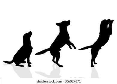 Vector silhouette of a dog on a white background.