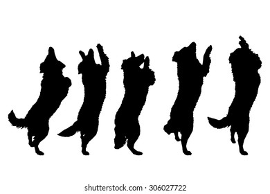 Vector silhouette of a dog on a white background.