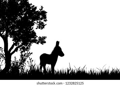 Vector silhouette of donkey on the meadow.