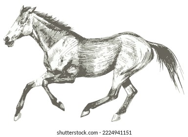Vector silhouette drawing of horse. Template for design. Line art animal collection.