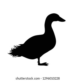 Vector silhouette of duck on white background.