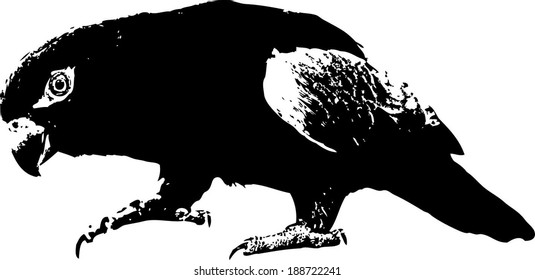 Vector silhouette of an exotic parakeet. 