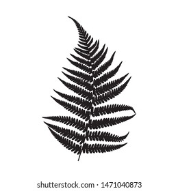 Vector silhouette of fern leaf. Black on a white background.