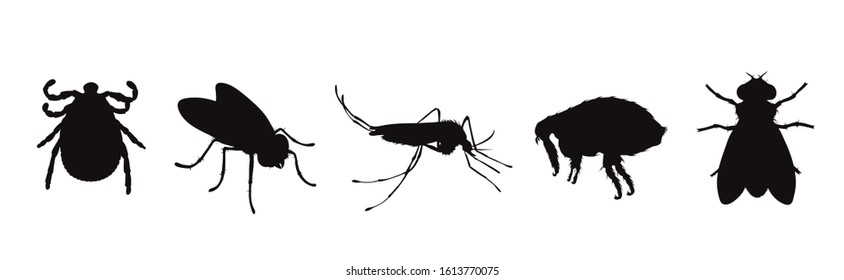 Vector silhouette of flea and fly and thick and mosquito on a white background. Symbol of parasites like set together.
