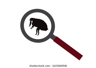Vector silhouette of flea under magnifying glass on white background. Symbol of insect who annoying animal.
