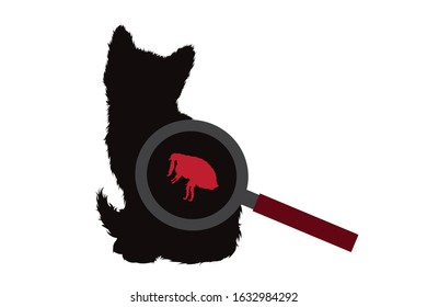 Vector silhouette of flea under magnifying glass sitting on cat on white background. Symbol of insect who annoying animal.