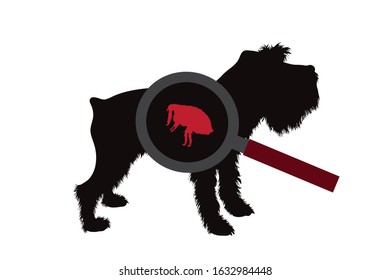 Vector silhouette of flea under magnifying glass sitting on dog on white background. Symbol of insect who annoying animal.