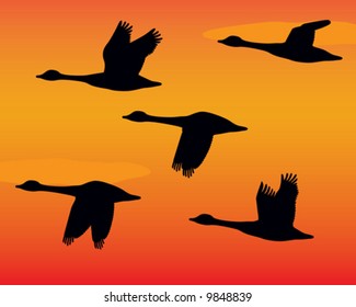 Vector Silhouette flock of geese at sunset