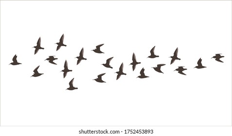 Vector silhouette a flock of small flying birds