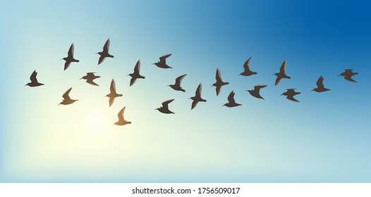Vector silhouette a flock of small flying birds
