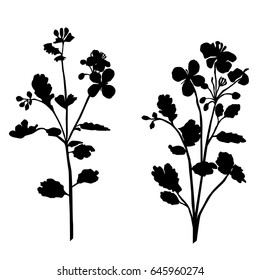 Vector silhouette flowers, wildflower,  black color, isolated on white background