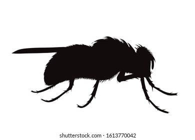 Vector silhouette of fly on white background. Symbol of macro insect with wings.