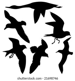 vector silhouette flying birds on white background