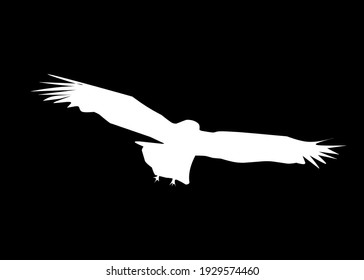 
Vector silhouette of a flying eagle in white on black background