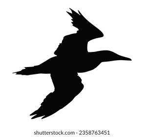 Silueta vectorial de gannet norte volador.