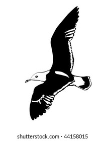 vector silhouette flying sea gulls on white background