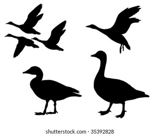 vector silhouette  geese on white background