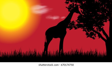 Vector silhouette of giraffe in nature at sunset.