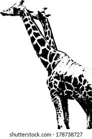 Vector silhouette of Giraffe scientifically known as Giraffa Camelopardalis. 