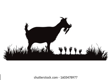 Vector silhouette of goat eat carrot on garden. Symbol of animal, field, farm, destroy, corp, pest.