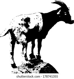Vector silhouette of a goat on top of a rock, scientifically known as Capra aegagrus hircus. 