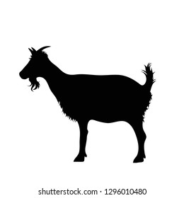 Vector silhouette of goat on white background.
