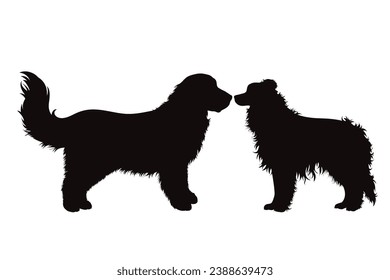 Vector silhouette of golden retriever and border collie on white background. Symbol of pet and dog.