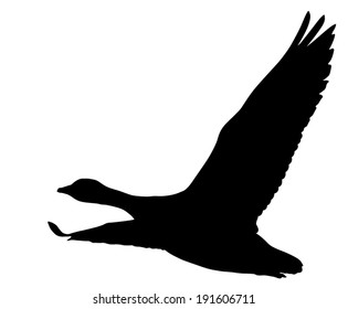 Vector silhouette of the goose in flight.