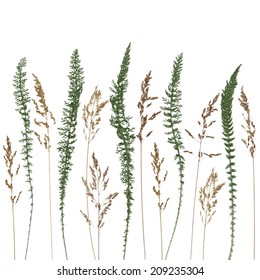 Vector silhouette of grass on white isolated background. Wild flowers collection. Summer floral vintage vector background. Blossoming garden color leafs on a isolated white background