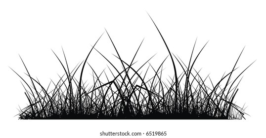 vector silhouette of grass on white background