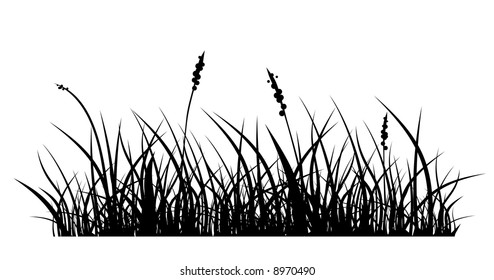 vector silhouette of grass on white background