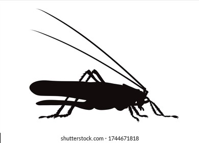 Vector silhouette of grasshopper on white background. Symbol of animal.