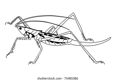 vector silhouette grasshopper on white background