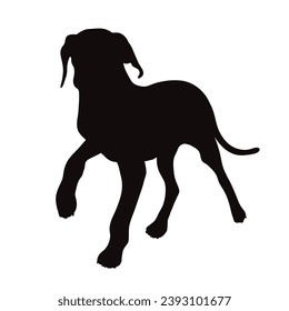 Vector silhouette of Great Dane on white background. Symbol of pet and breed.