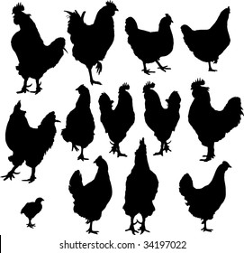 vector silhouette of group hens and roosters