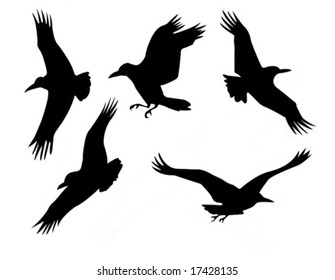 vector silhouette of the group raven isolated on white background