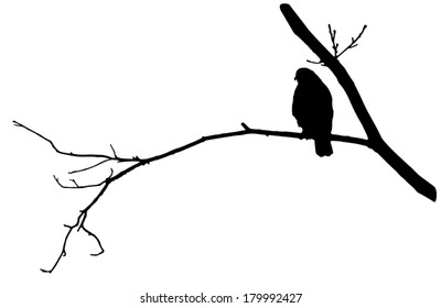 Vector silhouette of the Hawk perched on dead tree branch.