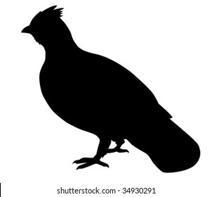 vector silhouette of the hazel hen on white background