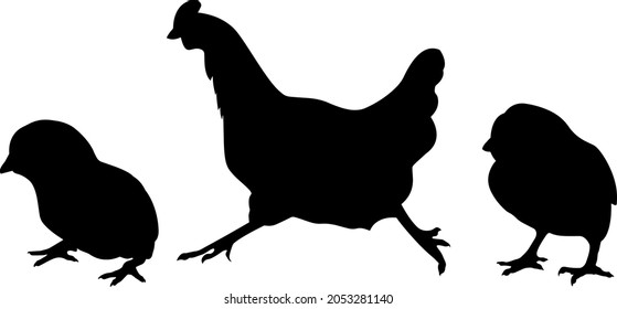 
Vector silhouette hen and chickens on a white background