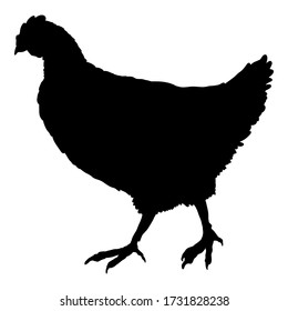 Vector Silhouette of Hen. Poultry Icon