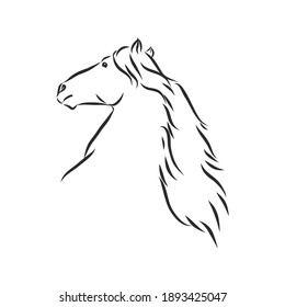 Vector silhouette of a horse. beautiful horse vector sketch illustration