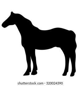 Vector silhouette of horse isolated on white background
