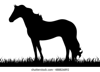 Vector silhouette of horse on white background.