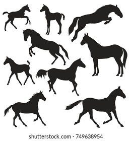 Vector silhouette of horses on white background